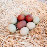 eggs-0